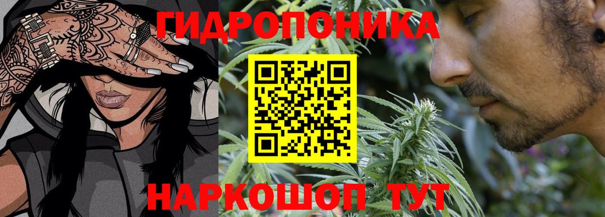 Бошки Шишки планчик Грозный